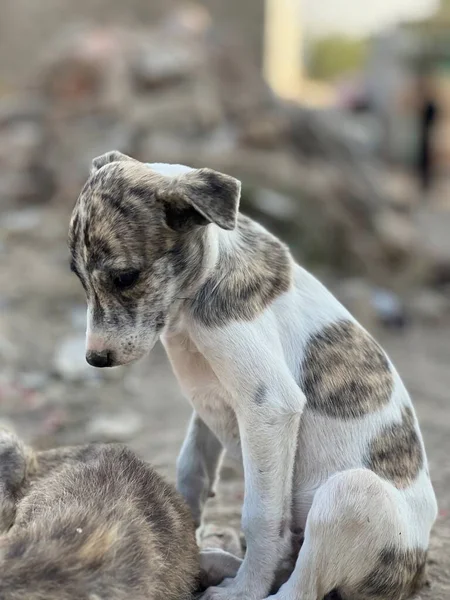 Hond Het Park — Stockfoto