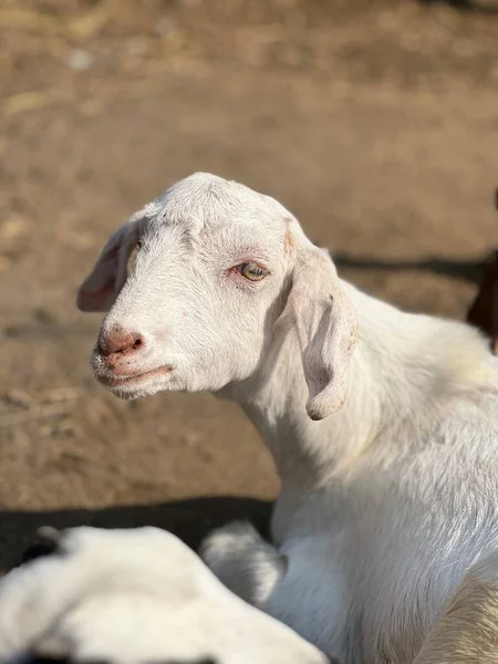Close Portrait Young White Goat Zoo Sunny Day — Stock Photo, Image