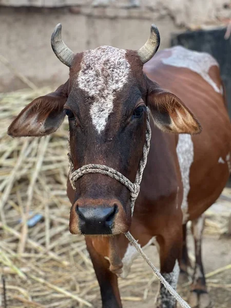 İnek kafası, kapat.