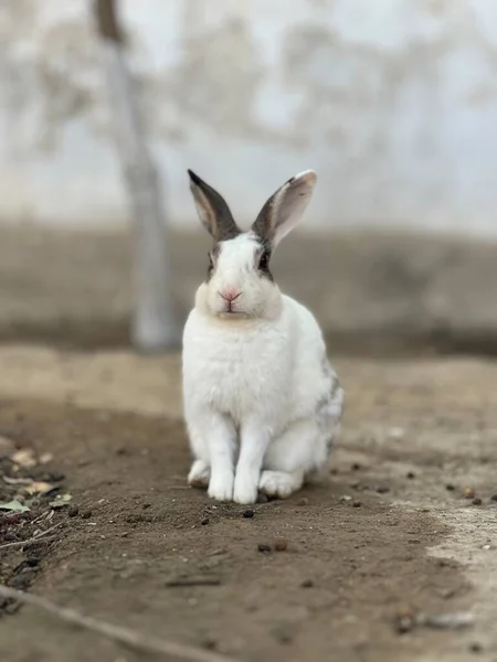 Yerdeki sevimli tavşan.