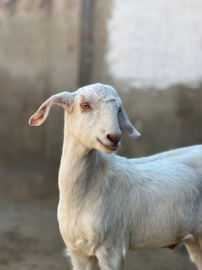 Çiftlikteki beyaz keçi