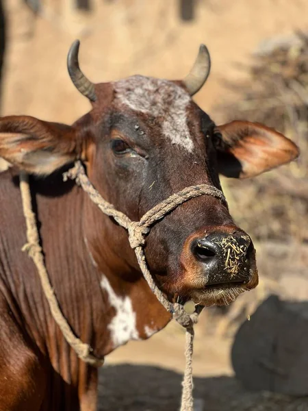 Çiftlikteki bir ineğin yakın plan fotoğrafı.