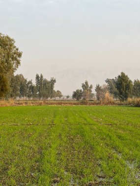 Parkın kırsal manzarası