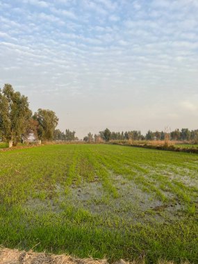 Genç ve kirli yeşil çimlerin dikey görüntüsü