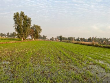 kırsal güzel görünümü