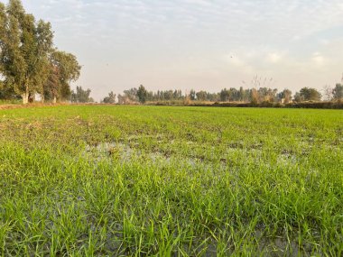 alan çim ve mavi gökyüzü ile.
