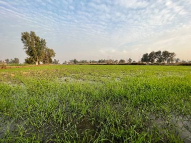 Kırsal alanda tarlalar ve yeşil çimenler