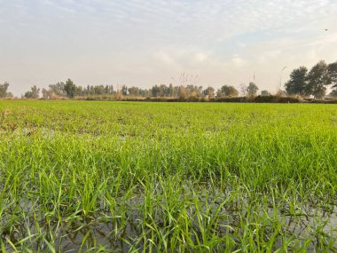 Yeşil çimenli güzel pirinç tarlası