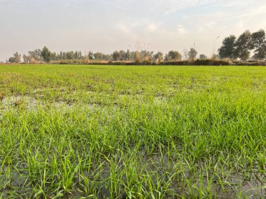 pirinç tarlası, tarım ekinleri