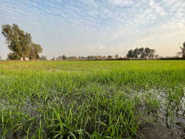 Mavi gökyüzü olan yeşil alan