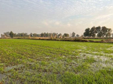 Kırsalda geniş bir yolu olan güzel bir manzara Ağacı ve gökyüzü olan