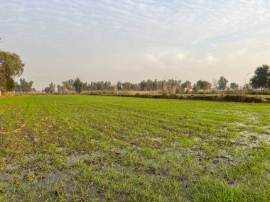 Güneşli bir günün arka planında yeşil çimenli bahar tarlası