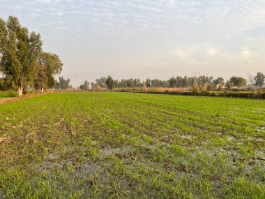Baharın başlarında yeşil tarlalar