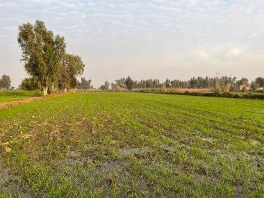 Tarladaki yeşil çimenler. bahar.