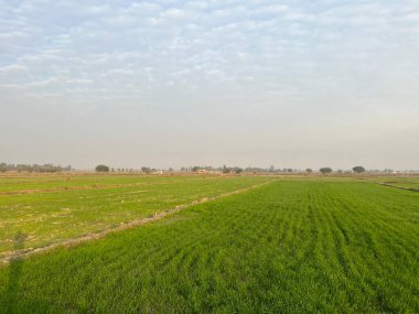 Buğdaylı yeşil tarla