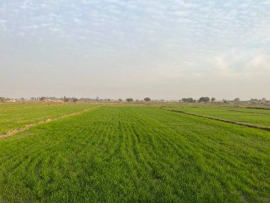 Tayland 'da yeşil pirinç tarlası