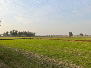 Pirinç tarlası ve büyük bir ağacı olan güzel bir manzara.