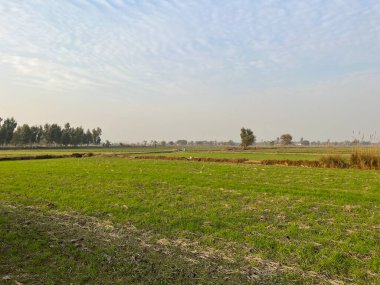 Ağaçlar ve mavi gökyüzü olan güzel bir manzara.