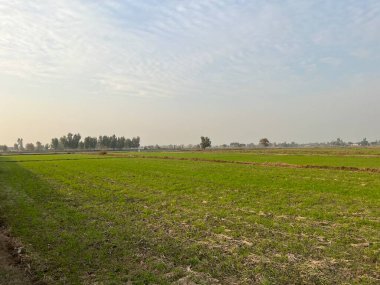 Ağaçlarla kaplı güzel bir manzara.