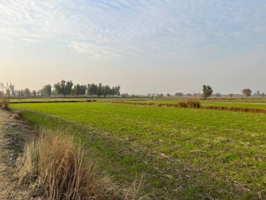 Ağaçlar ve mavi gökyüzü olan güzel bir manzara.