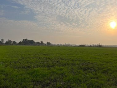 Yazın tarlada güzel bir gün batımı.