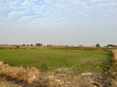 Ağaçlarla kaplı güzel bir manzara.