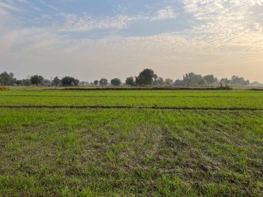 Bulanık gökyüzü ile yeşil alanın alçak açılı görüntüsü.