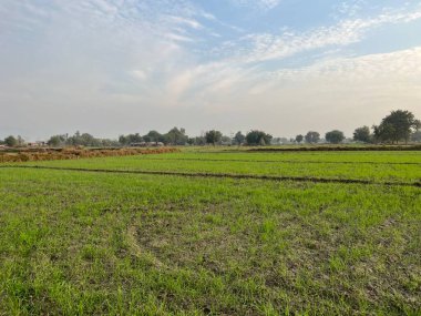 Yeşil mısır tarlası, kırsal bölge