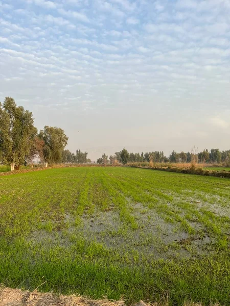 Genç ve kirli yeşil çimlerin dikey görüntüsü