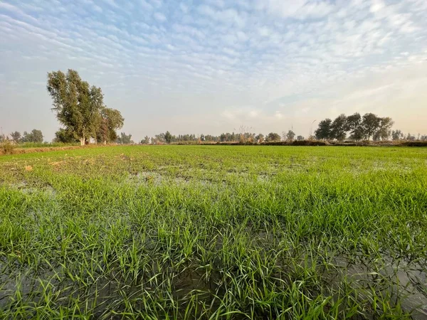 Kırsal alanda tarlalar ve yeşil çimenler