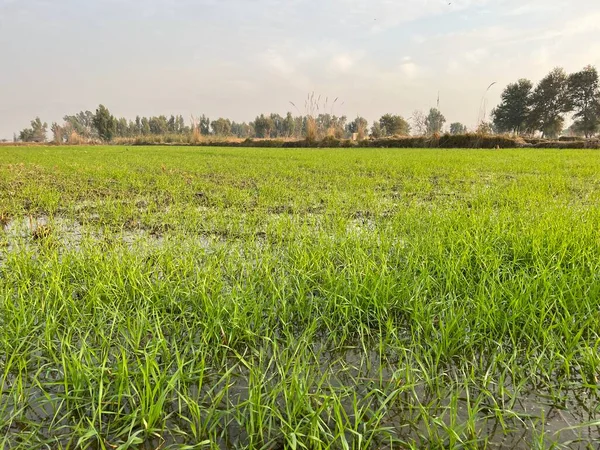pirinç tarlası, tarım ekinleri