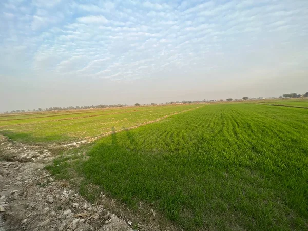 Bir sürü çimeni ve bulutlu gökyüzü olan yeşil alan.