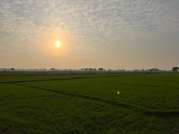 Tarlanın üzerinde güzel bir gün batımı