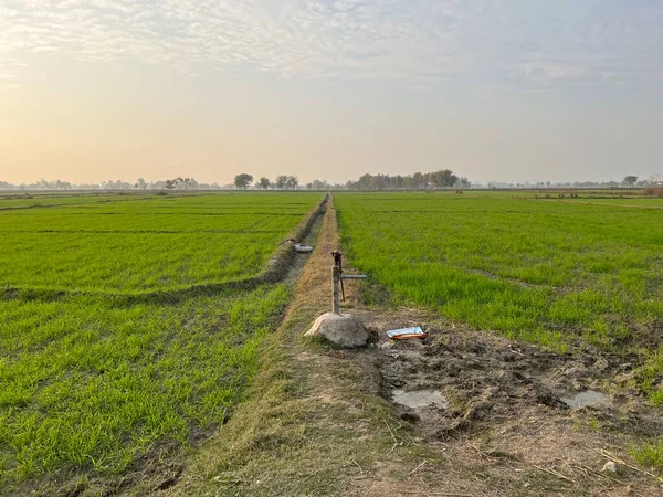 Genç bir çiftçi tarlada yürüyor.