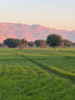 Ağaç tarlası olan güzel bir manzara.