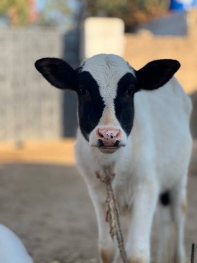 portre sevimli keçi