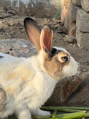 cow in a farm of a village 
