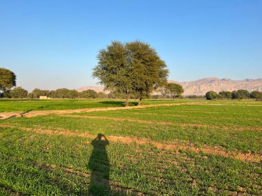 Zeytin ve yeşil ağaçlar,