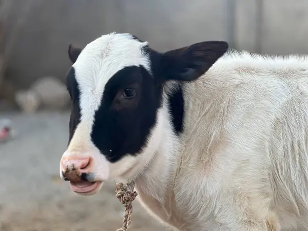 cow in a farm of a village 