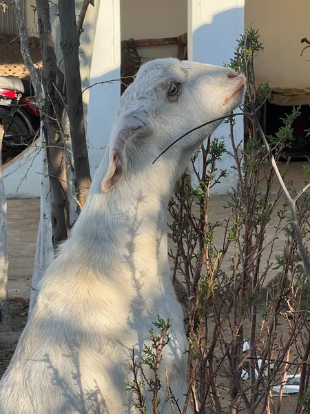 cow in a farm of a village 