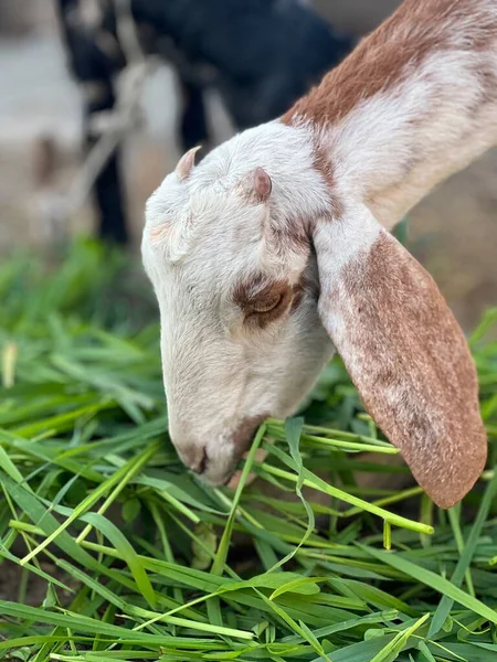 Hayvanat bahçesindeki kuzuyu kapat.