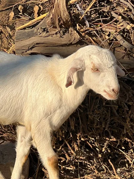 Genç kuzu beyaz keçiyi besliyor