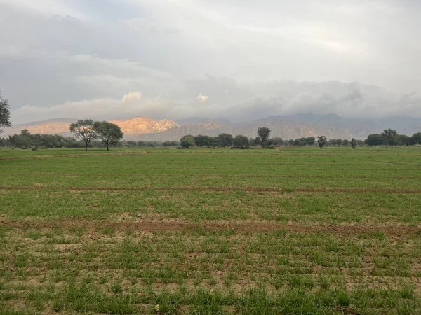 Sabah, ağaçlı ve bulutlu yeşil çayır..