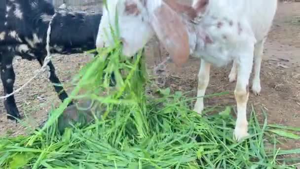 農場で可愛い牛のクローズアップショット — ストック動画