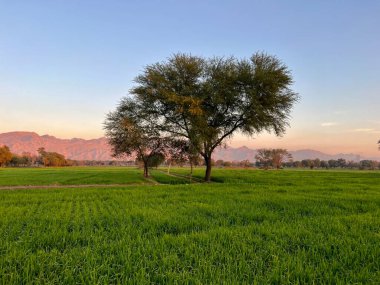 green field and mountains and trees