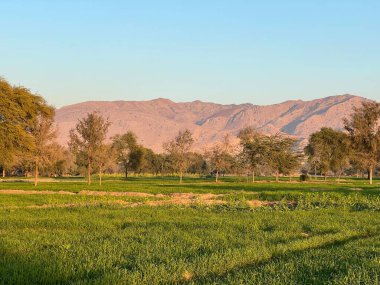 green field and mountains and trees
