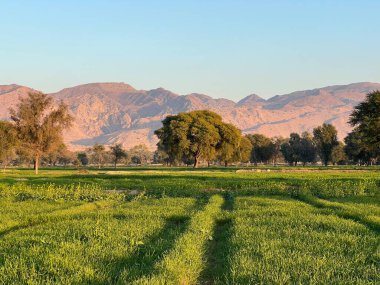 Ağacı ve dağı olan güzel bir manzara.