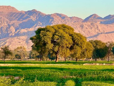 green field and mountains and trees