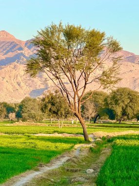 green field and mountains and trees