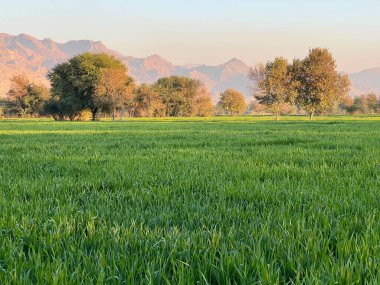 green field and mountains and trees